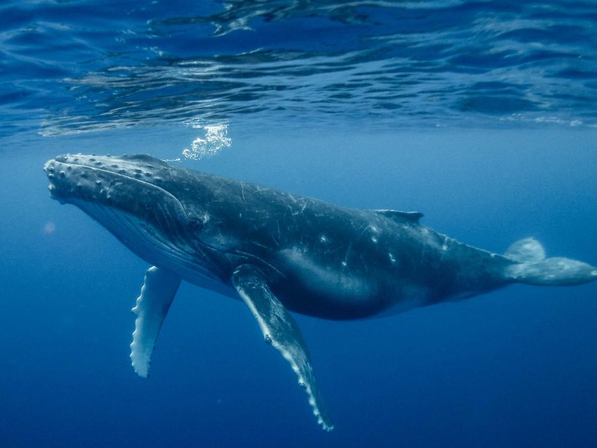 Thêm một quần thể cá voi xanh mới được phát hiện