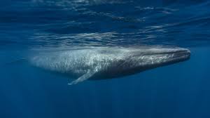 Thêm một quần thể cá voi xanh mới được phát hiện